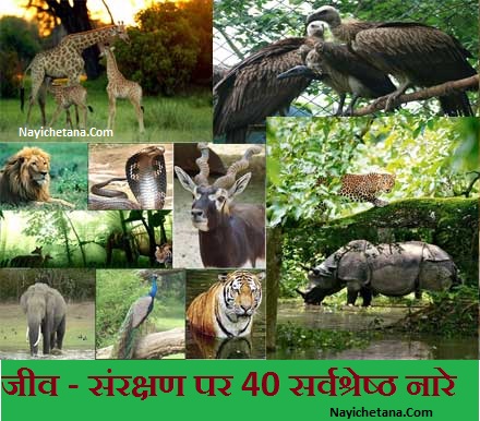 वन्य जीव संरक्षण पर 40 सर्वश्रेष्ठ नारे - Jeev Sanrakshan Slogans In Hindi वन्य जीव संरक्षण पर 40 सर्वश्रेष्ठ नारे - Jeev Sanrakshan Slogans In Hindi