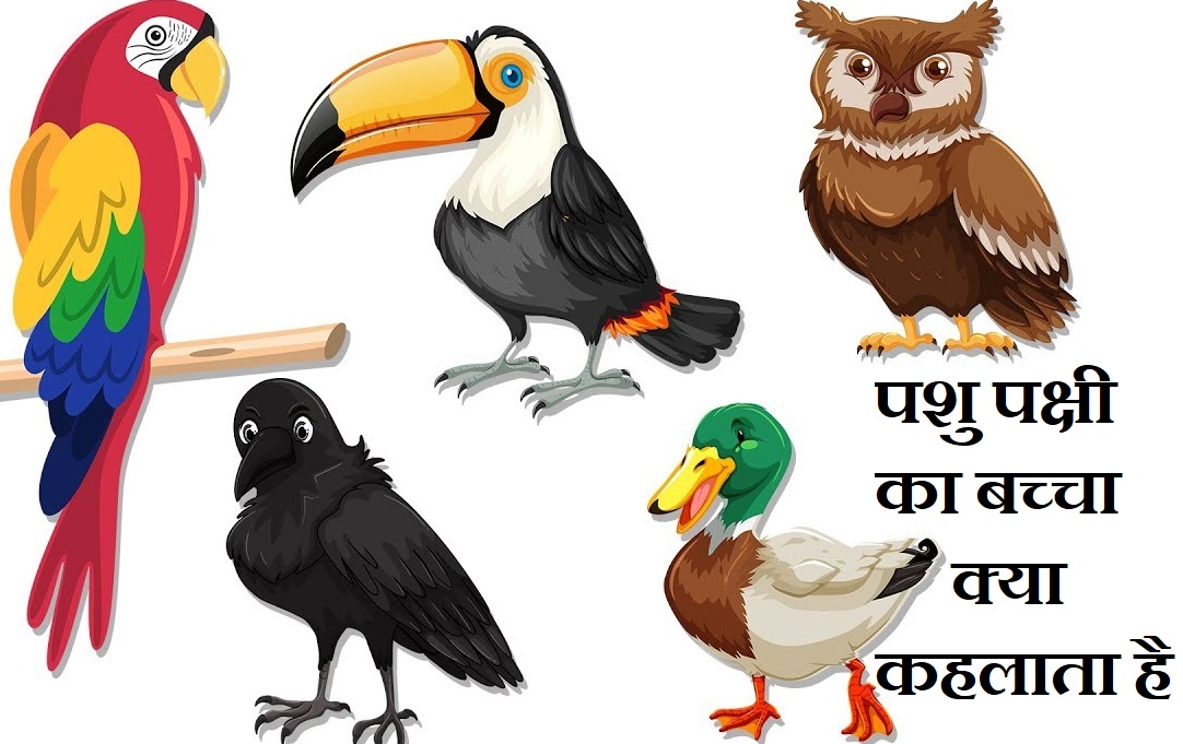 पशु पक्षी का बच्चा क्या कहलाता है,Pashu pakshiyon ke bacche ko kya kahate hain,Pashu pakshiyon ke baccho ke name, birds animals child name